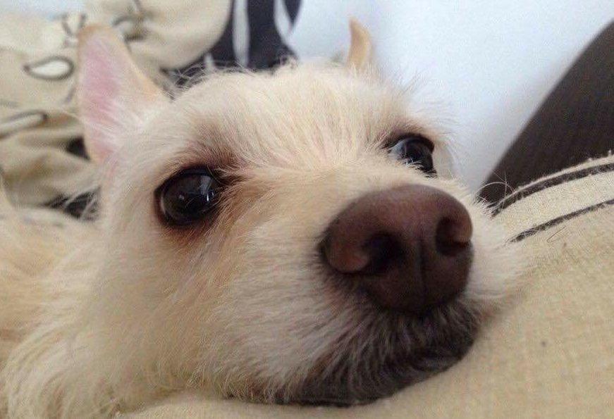 photo-2016-10-26-9-05-49-am