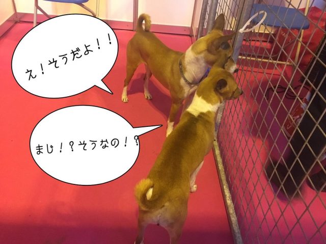 .
#dog #mydog #cleverdog
#いぬ #わんこ #わんわん
#犬 #わんちゃん
#いぬすたぐらむ
#お犬様 #わんこ様 #犬好き
#犬好きな人とつながりたい 
#犬と一緒 
#whereevertheworld
#bestrong #bepositive 
#hpotw